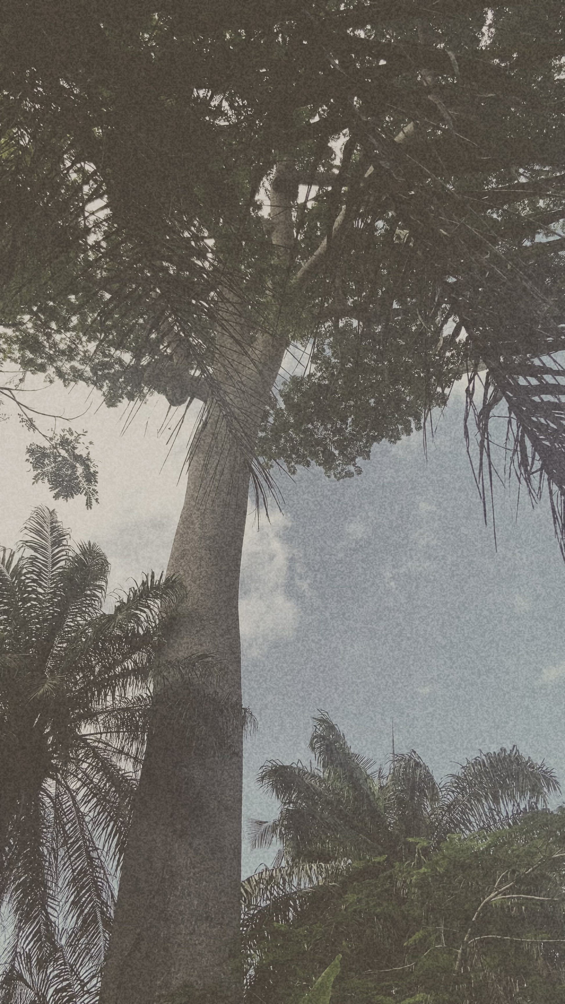 Long ago, our forefathers would use the warmth of a fire to heat Shea Butter in their hands to make it soft and warm before applying it to their skin during the dry season. Our Harmattan Moisturizing Candle recreates this warming tradition with premium Shea butter in the form of a candle to give your skin that nourishment it craves during the harsh weather seasons. Just light the candle and feel the warmth of your history.